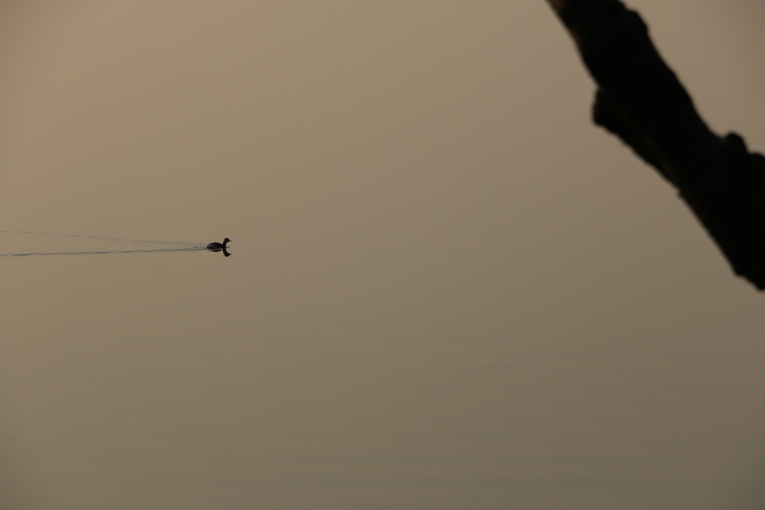 gallery-47660d41-c861-473f-b716-bddc15facbbc.jpeg